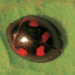 Coccinella Exochomus quadripustulatus