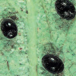 Coccinalle Stethorus punctillum