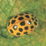 Coccinella Thea 22-punctata