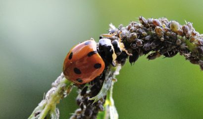 Coccinella Coccinella 7 punctata