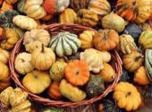 Festa zucca