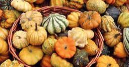 Festa zucca