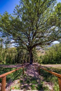 02_albero-quercia-monumentale-rogliano-cosenza