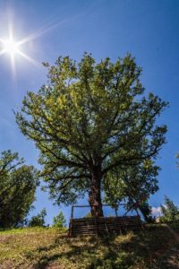 02_albero-quercia-monumentale-rogliano-cosenza