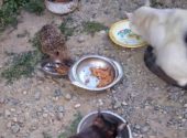 riccio-riccardino-gatti-chatillon-aosta