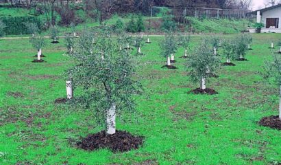 olivi