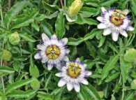 Passiflora coerulea