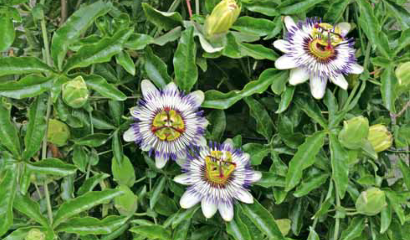 Passiflora coerulea