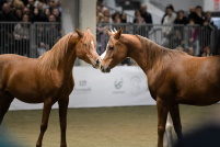 Fieracavalli