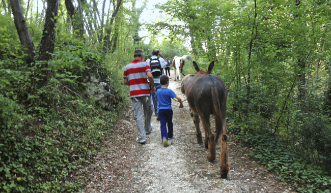 passeggiata nel bosco con gli asini trekking someggiato – Copia (2)