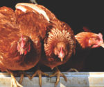 tre-galline