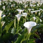 Calla bianca field_comp