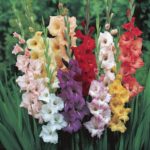 Gladioli Mix_comp