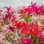 Nerine bowdenii Breeders_comp