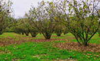noccioleto
