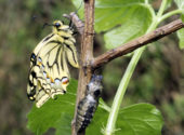 08_Emergence_Machaon