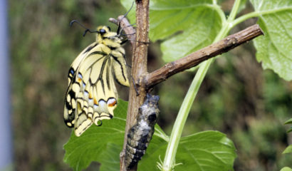 08_Emergence_Machaon