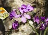 Anthocaris cardamines