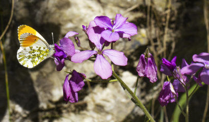 Anthocaris cardamines