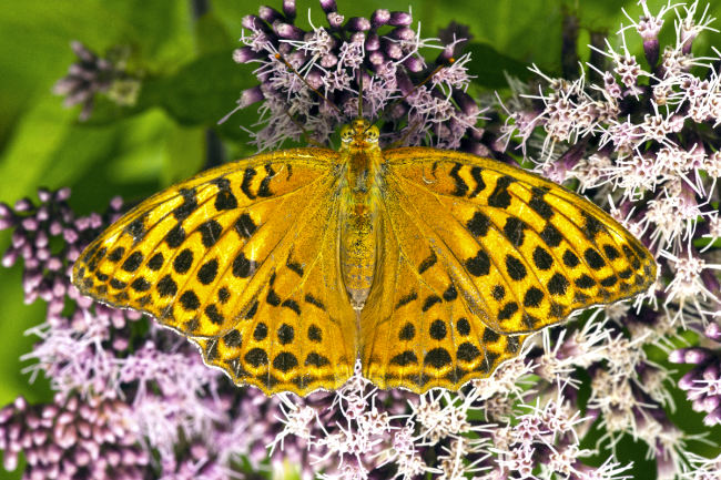 Argynnis paphia