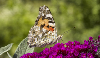 Vanedssa cardui2 ERTA