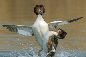 Bonora_Maurizio_Great Crested Grebe fighting
