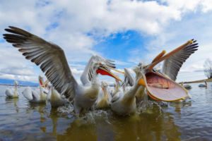 Bonora_Maurizio_Pelicans fishing