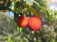 corbezzolo_arbutus_unedo