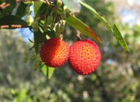 corbezzolo_arbutus_unedo