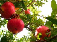 granatum