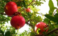 granatum