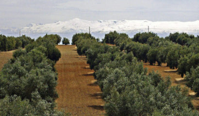 olivi-inverno-sierra-nevada-sito