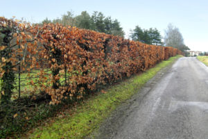 carpino_bianco_autunno_siepe