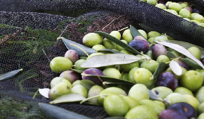 olive raccolta