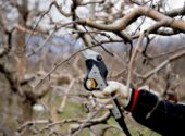 forbici-potatura-elettriche-batteria-cavo