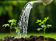 annaffiare-senza-sprecare-acqua
