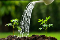 annaffiare-senza-sprecare-acqua