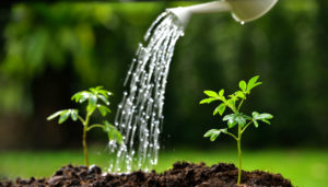 annaffiare-senza-sprecare-acqua