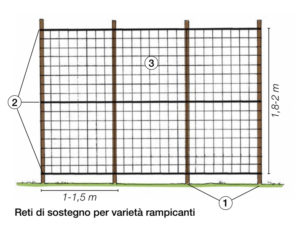 sostegni-legumi-rampicanti