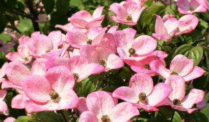 cornus-fiori