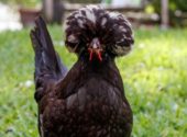 gallina-nera-polacca-ciuffo-bianco-white-crested-black-polish-bantam-chicken