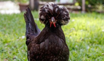gallina-nera-polacca-ciuffo-bianco-white-crested-black-polish-bantam-chicken