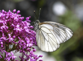 Farfalla-Aporia-crataegi-biodiversità