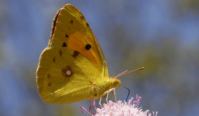 crocea-colias-crocea