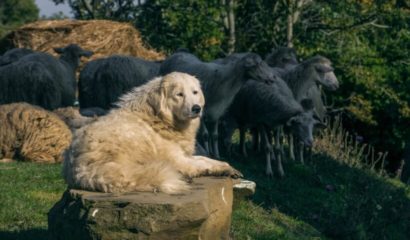 cane-pastore-maremmano-abruzzese