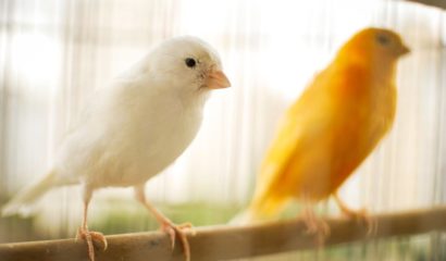 canarini-pappagalli-piccoli-uccelli-esotici