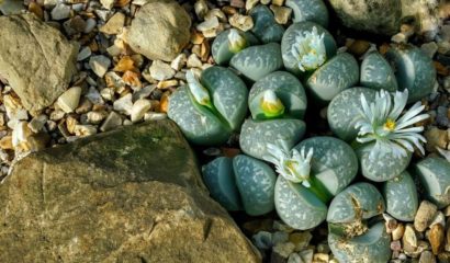 lithops