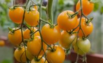 pomodori-gialli