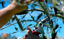 potatura-olivo
