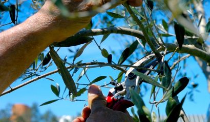 potatura-olivo